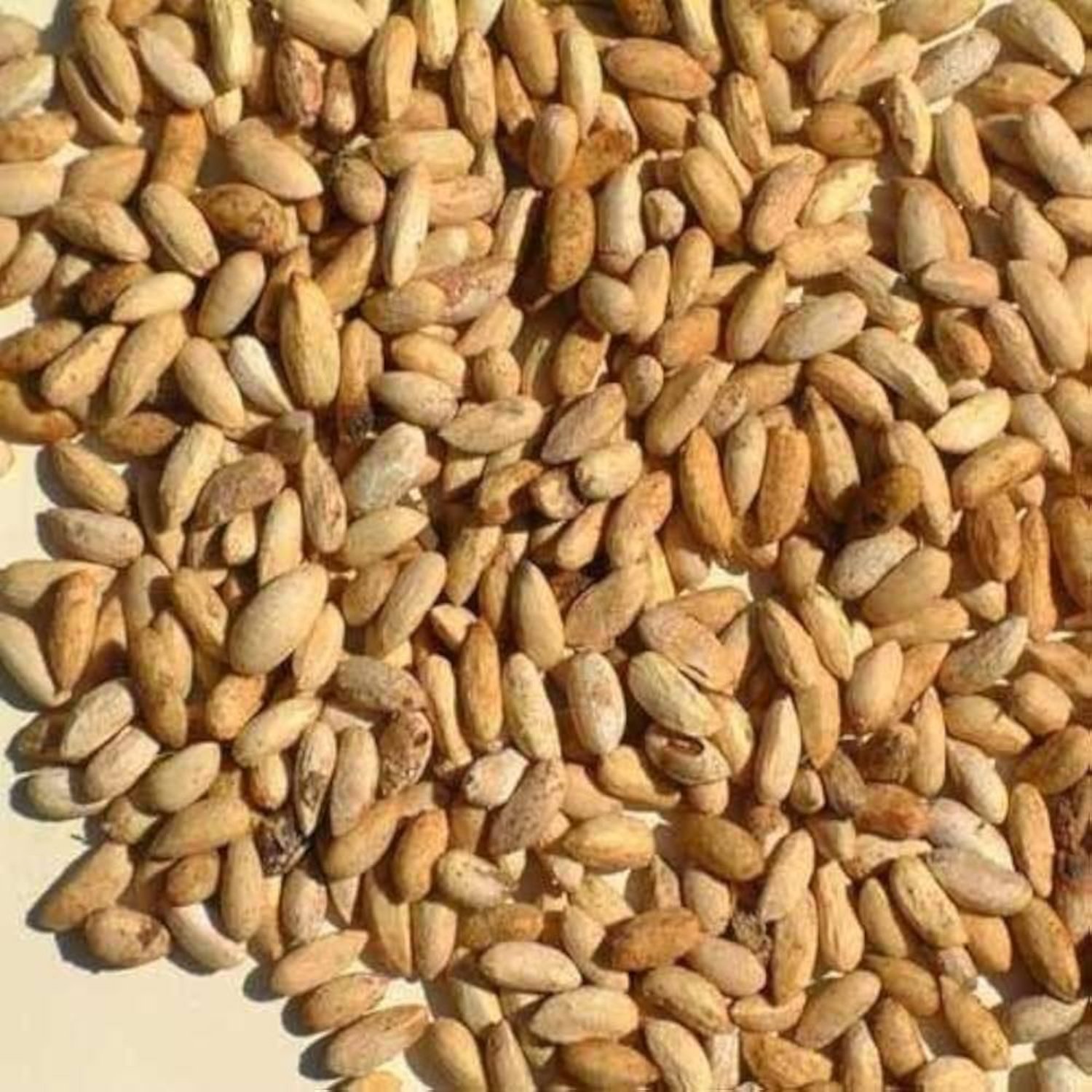 imresizer-51dG0+436YL._AC_UF1000,1000_QL80_ (1) Premium Neem Seeds – Natural & Export Grade Quality - Image 1