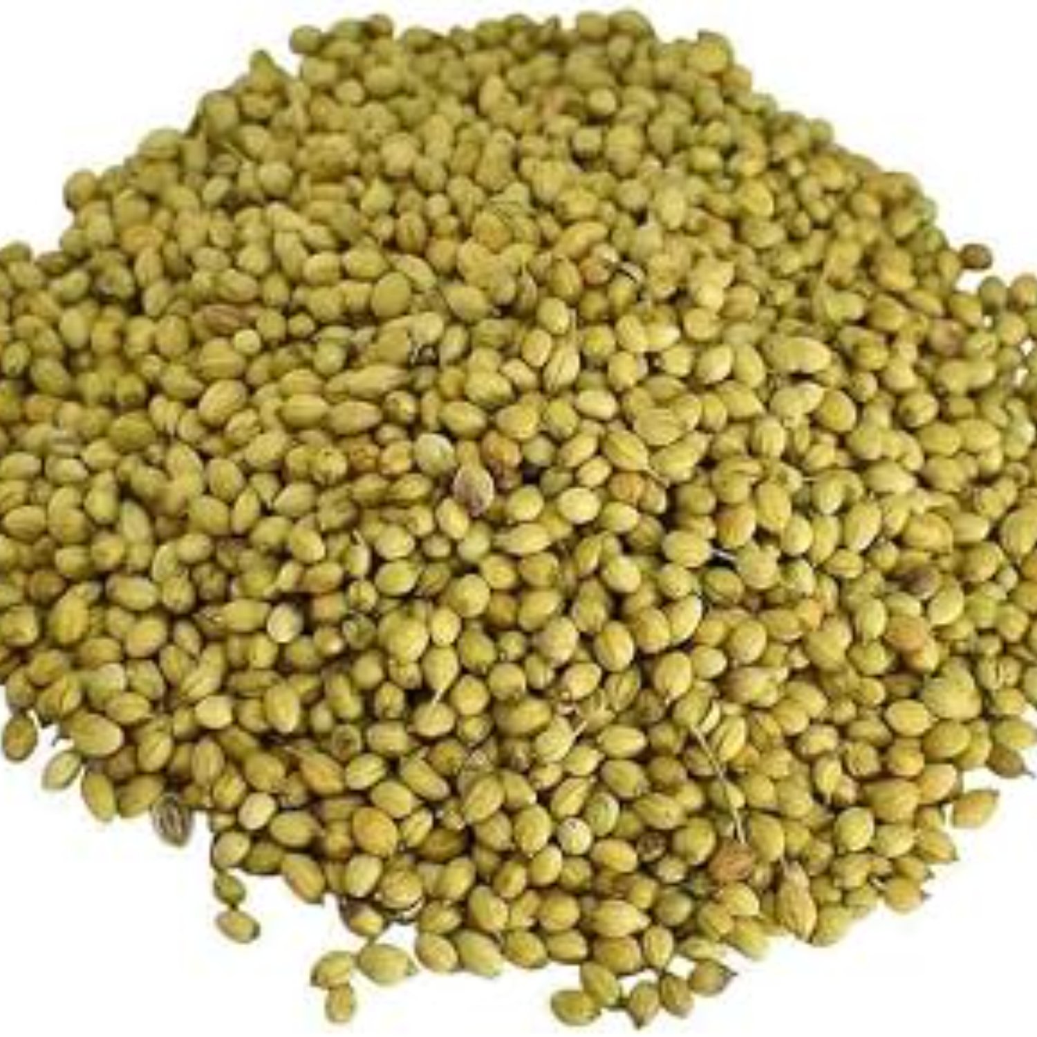 imresizer-614na1U4xtL._AC_UF350,350_QL80_ Premium Coriander Seeds (Dhania) – Fresh Aroma & Pure Quality - Image 1