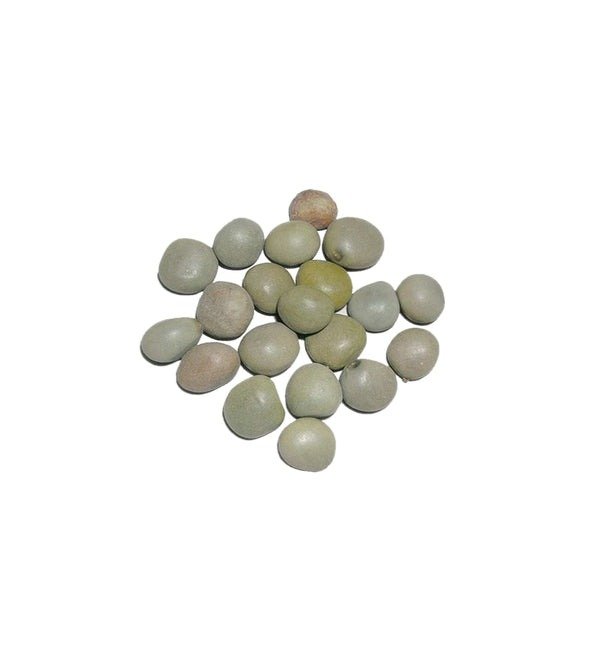 gachakayalu_8b53d844-0677-4f8a-a Premium Fever Nut – Cleaned & Export Grade Herbal Product - Image 1