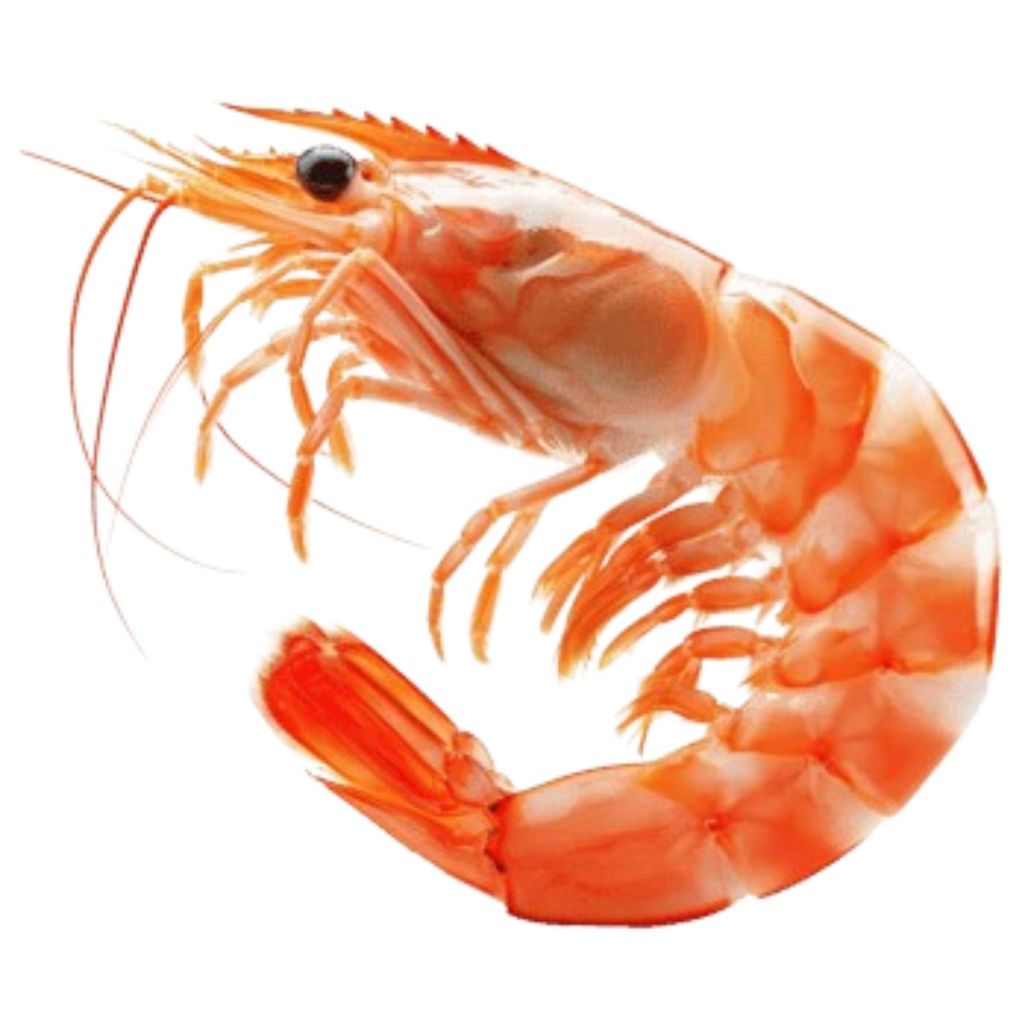 imresizer-ai-generated-shrimp-isolated-on-transparent-background-png-removebg-preview Premium Quality Dried Shrimps – Fresh & Export Grade Seafood - Image 1