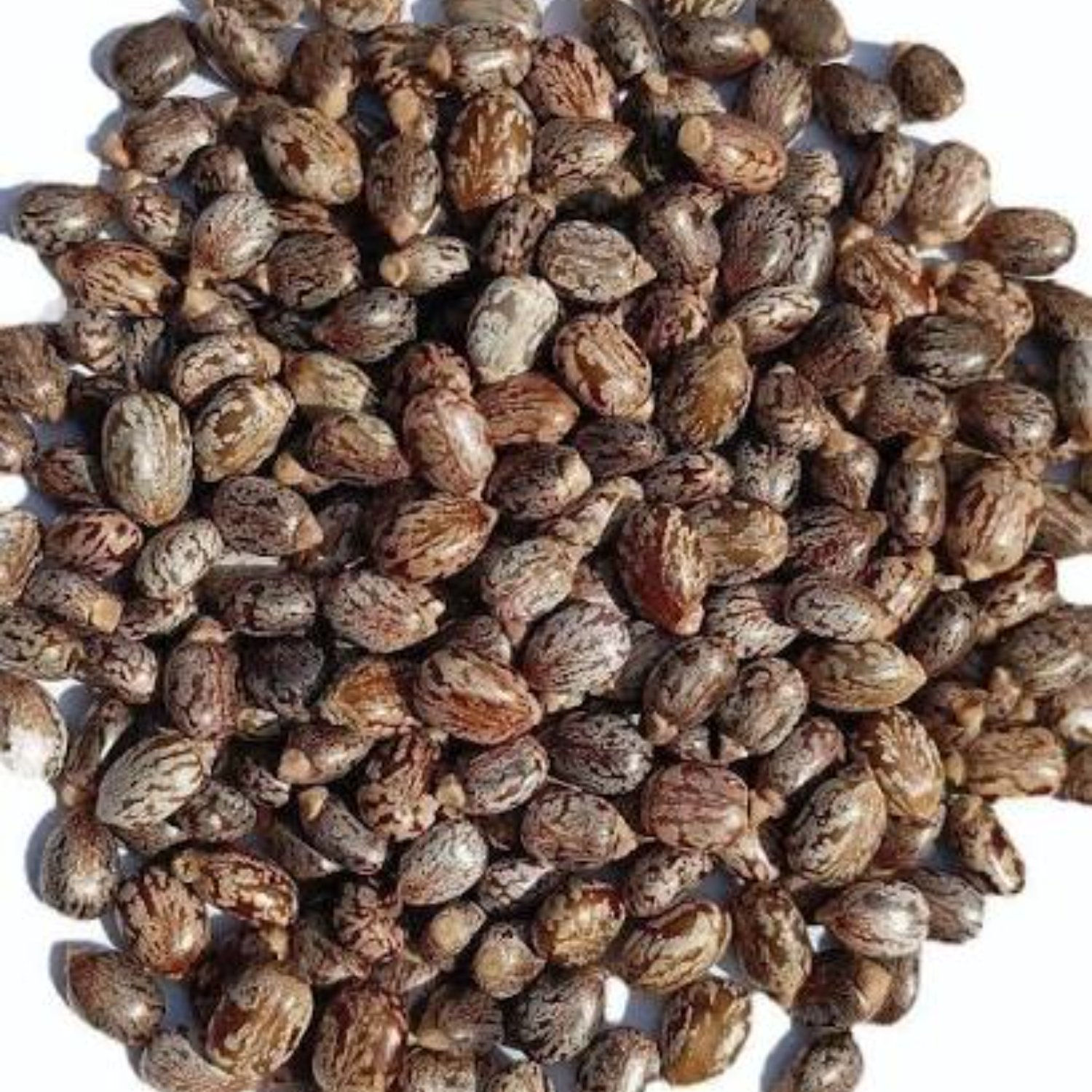 imresizer-images (14) Premium Castor Beans (Arandi) – Cleaned & Export Quality - Image 1