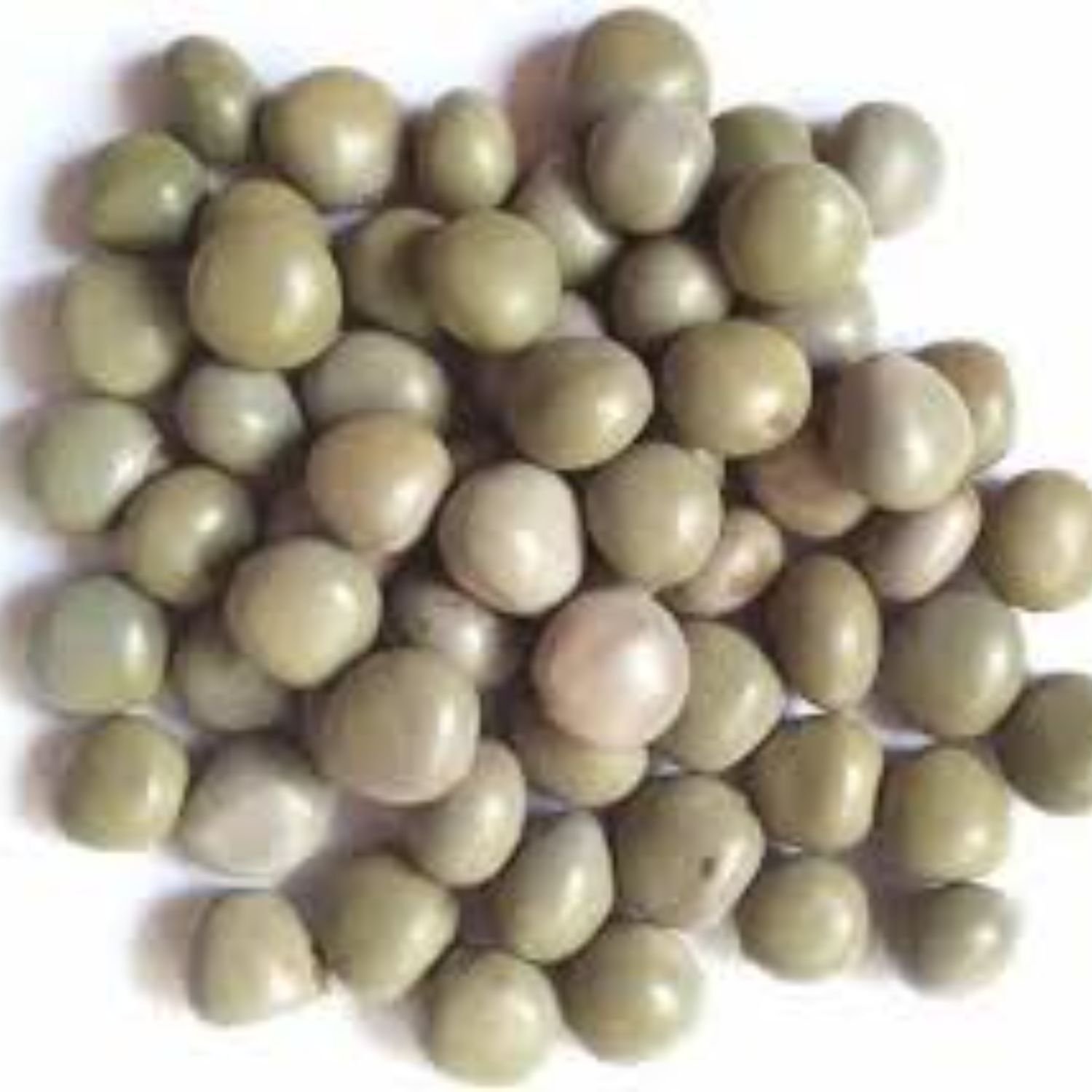 imresizer-images (4) Premium Fever Nut – Cleaned & Export Grade Herbal Product - Image 1